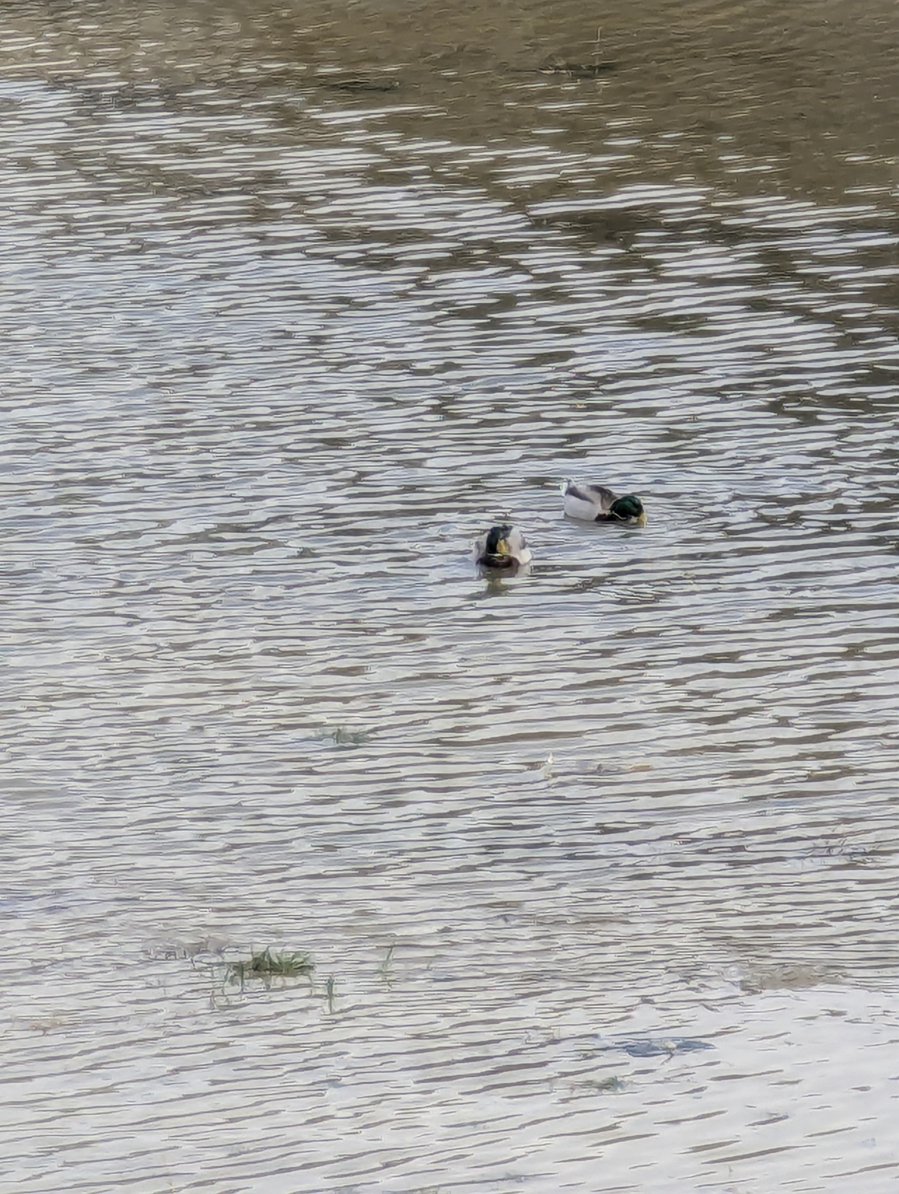 Ducks, Lake Sanders, Morrison, Colorado